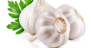 দেশী কাঁচা রসুন Garlic খেলে পুরুষের শারীরিক সক্ষমতা ৩ গুণ বেড়ে যায়, জেনে নিন কীভাবে খাবেন